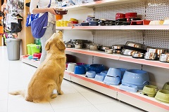 6 bước kinh doanh cửa hàng chăm sóc thú cưng hiệu quả