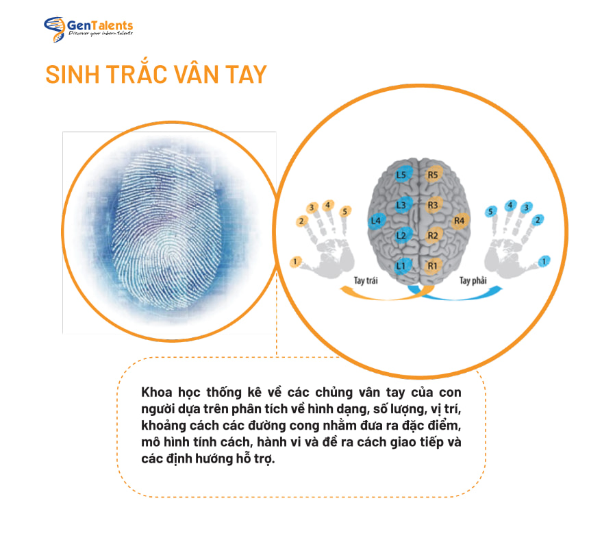 SINH TRẮC VÂN TAY LÀ GÌ?