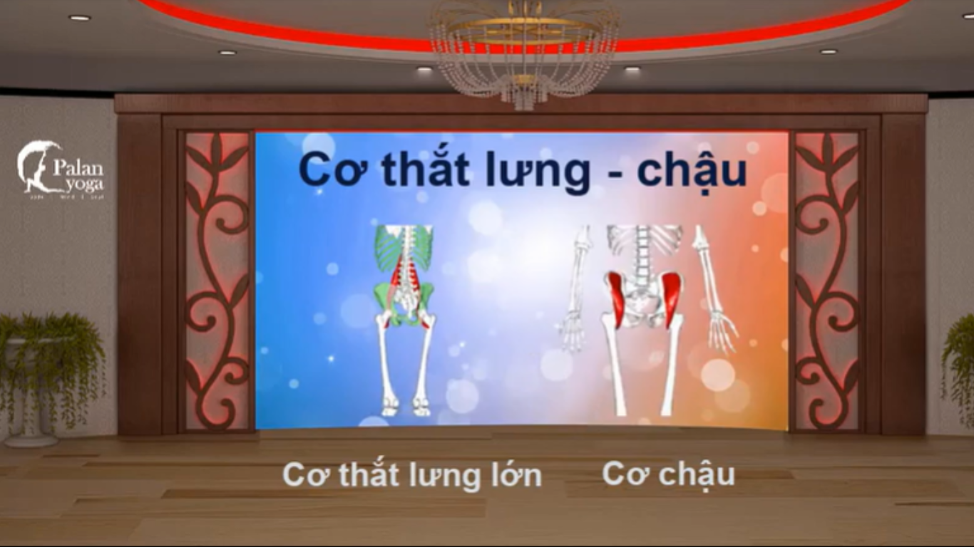 Tìm hiểu cơ thắt lưng chậu